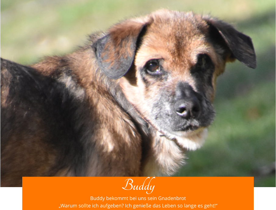 Buddy Buddy bekommt bei uns sein Gnadenbrot „Warum sollte ich aufgeben? Ich genieße das Leben so lange es geht!“