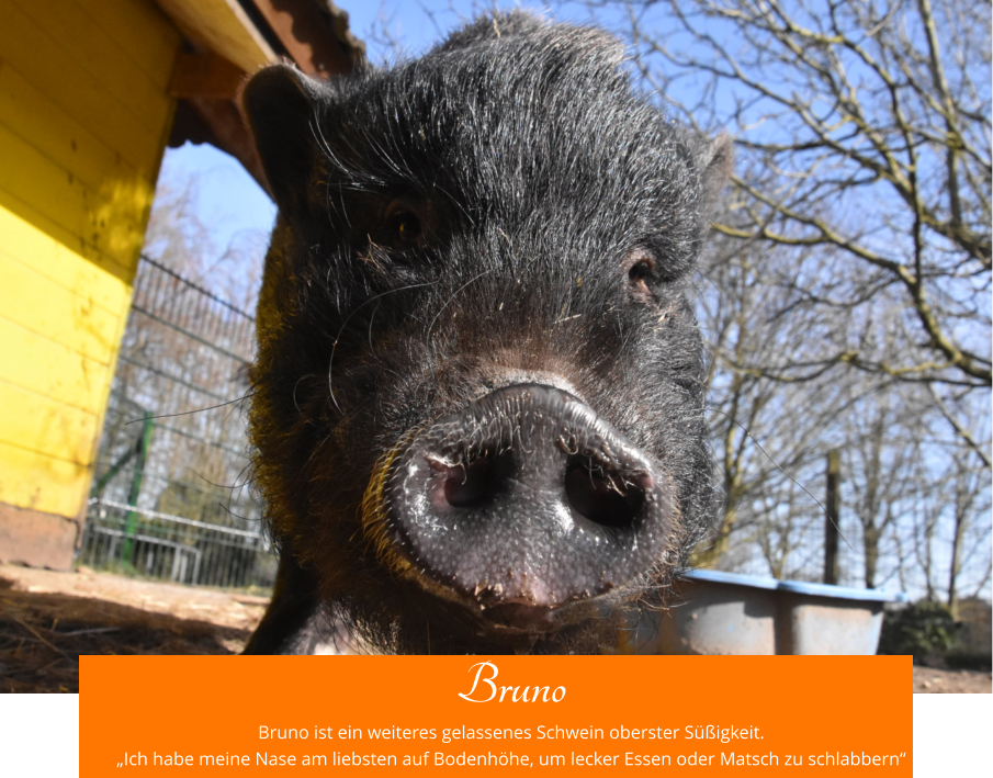 Bruno Bruno ist ein weiteres gelassenes Schwein oberster Süßigkeit. „Ich habe meine Nase am liebsten auf Bodenhöhe, um lecker Essen oder Matsch zu schlabbern“