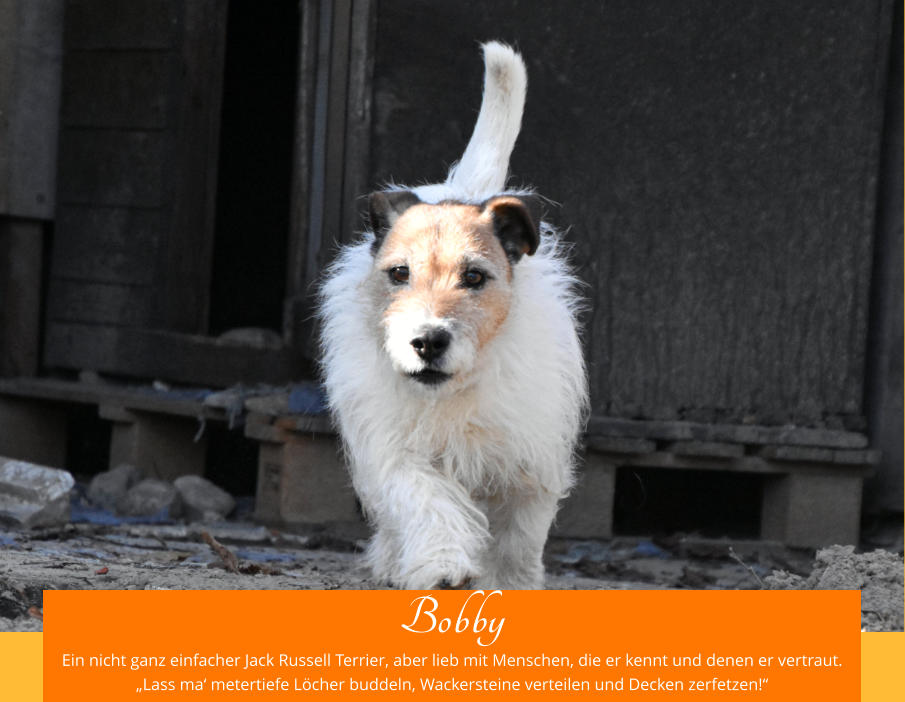 Bobby Ein nicht ganz einfacher Jack Russell Terrier, aber lieb mit Menschen, die er kennt und denen er vertraut. „Lass ma‘ metertiefe Löcher buddeln, Wackersteine verteilen und Decken zerfetzen!“