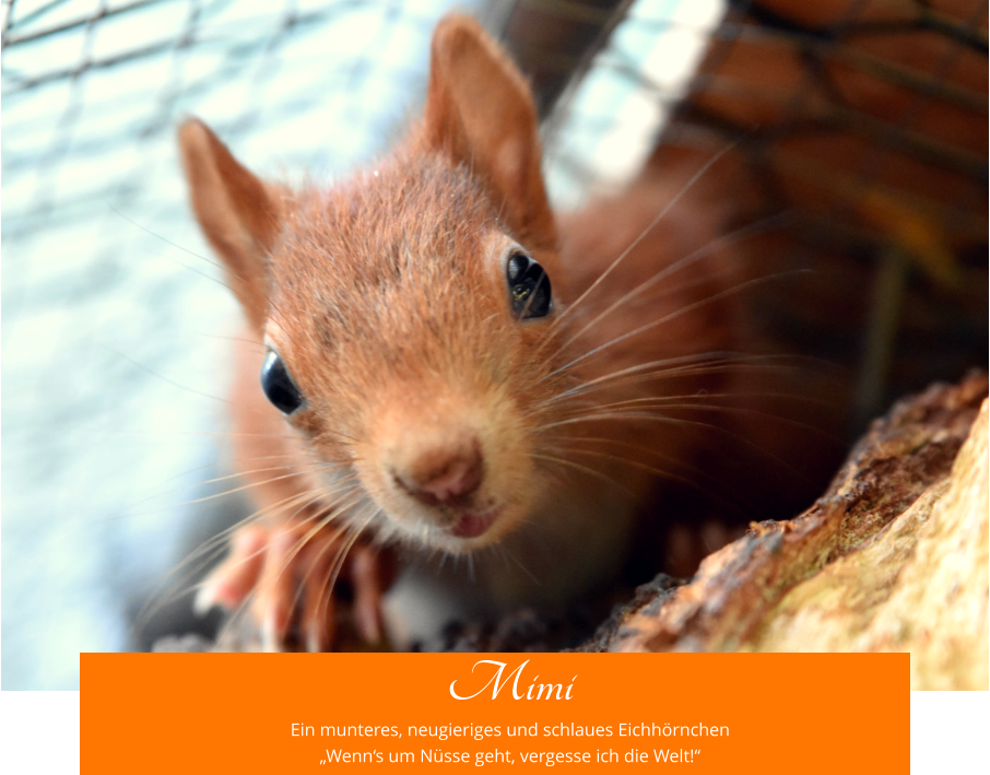 Mimi Ein munteres, neugieriges und schlaues Eichhörnchen „Wenn‘s um Nüsse geht, vergesse ich die Welt!“