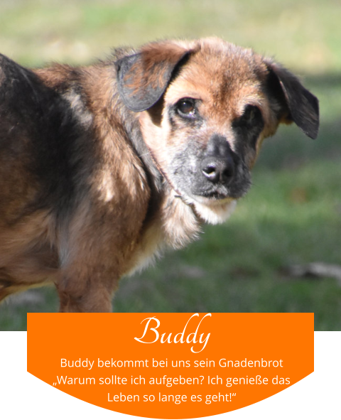 Buddy Buddy bekommt bei uns sein Gnadenbrot „Warum sollte ich aufgeben? Ich genieße das Leben so lange es geht!“