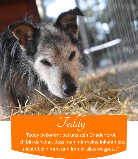 Teddy Teddy bekommt bei uns sein Gnadenbrot „Ich bin dankbar, dass man mir meine Inkontinenz nicht übel nimmt und immer alles wegputzt“