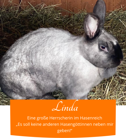 Linda Eine große Herrscherin im Hasenreich „Es soll keine anderen Hasengöttinnen neben mir geben!“