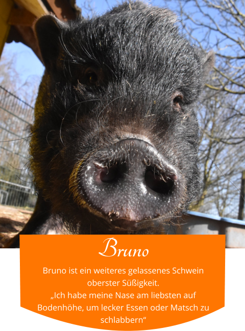 Bruno Bruno ist ein weiteres gelassenes Schwein oberster Süßigkeit. „Ich habe meine Nase am liebsten auf Bodenhöhe, um lecker Essen oder Matsch zu schlabbern“