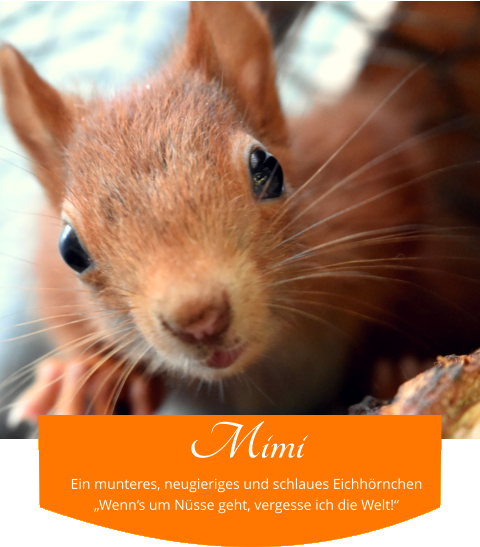 Mimi Ein munteres, neugieriges und schlaues Eichhörnchen „Wenn‘s um Nüsse geht, vergesse ich die Welt!“