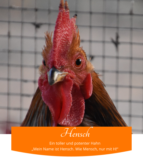 Hensch Ein toller und potenter Hahn „Mein Name ist Hensch. Wie Mensch, nur mit H!“