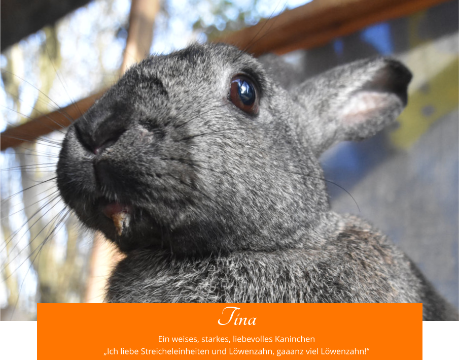 Tina Ein weises, starkes, liebevolles Kaninchen „Ich liebe Streicheleinheiten und Löwenzahn, gaaanz viel Löwenzahn!“