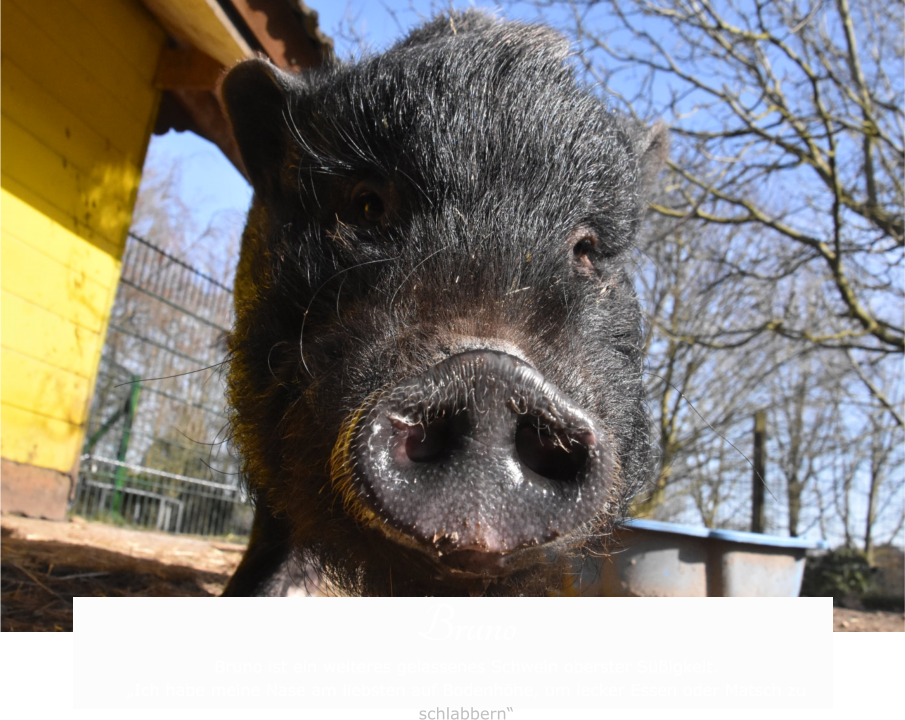 Bruno Bruno ist ein weiteres gelassenes Schwein oberster Süßigkeit. „Ich habe meine Nase am liebsten auf Bodenhöhe, um lecker Essen oder Matsch zu schlabbern“