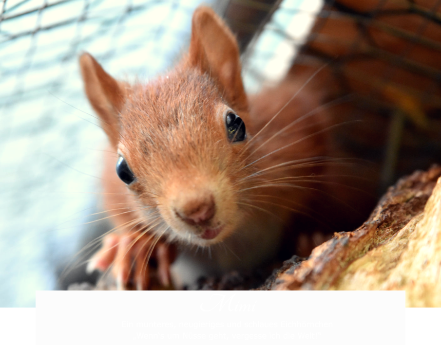 Mimi Ein munteres, neugieriges und schlaues Eichhörnchen „Wenn‘s um Nüsse geht, vergesse ich die Welt!“